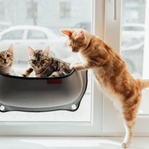 Real Estate Lifestyle Photography