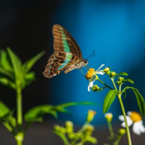 Professional Headshots for Executives